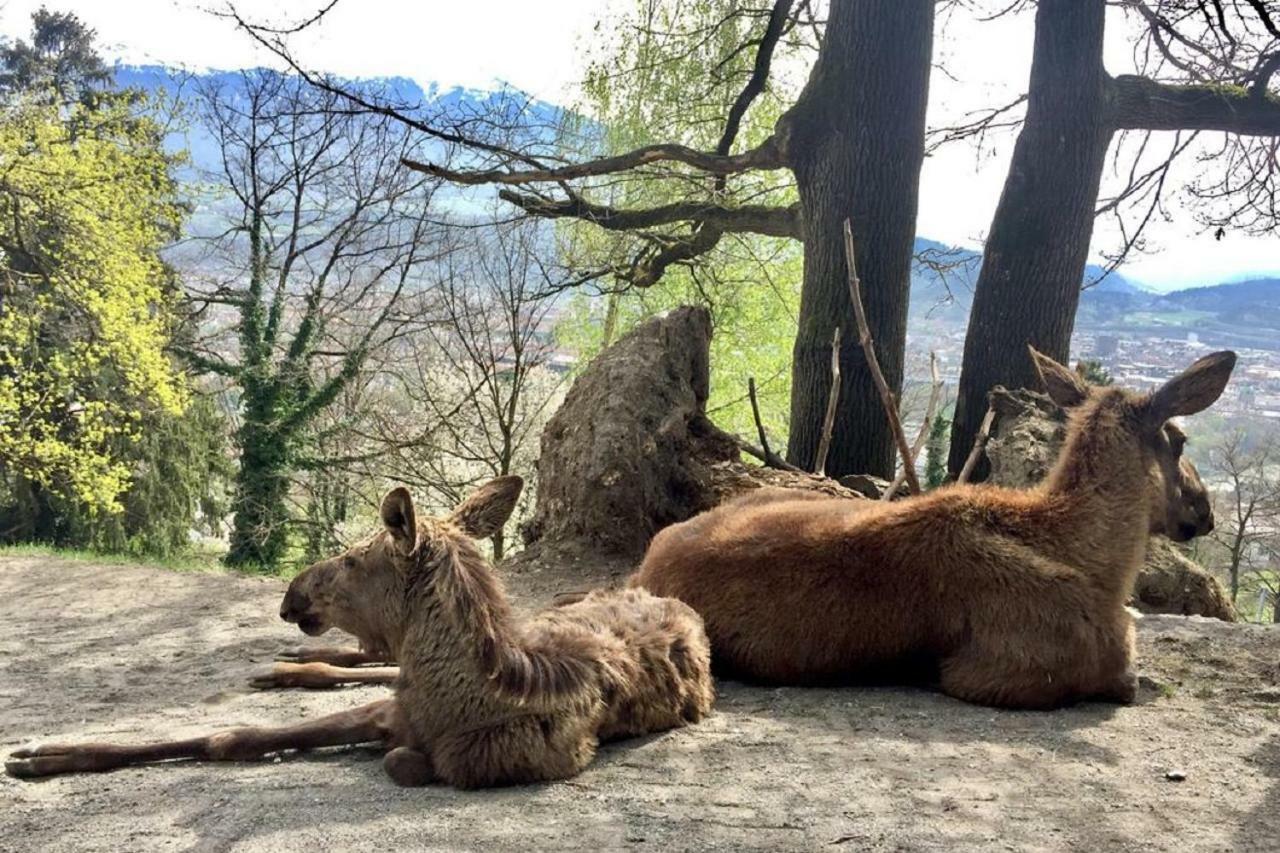 Appartmenthaus Birkenwald Seefeld in Tirol Esterno foto